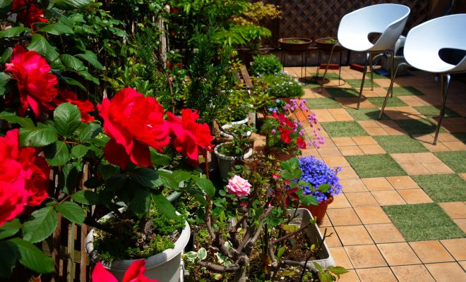 ベランダガーデニングで綺麗なバラを咲かせるためのポイントとは？