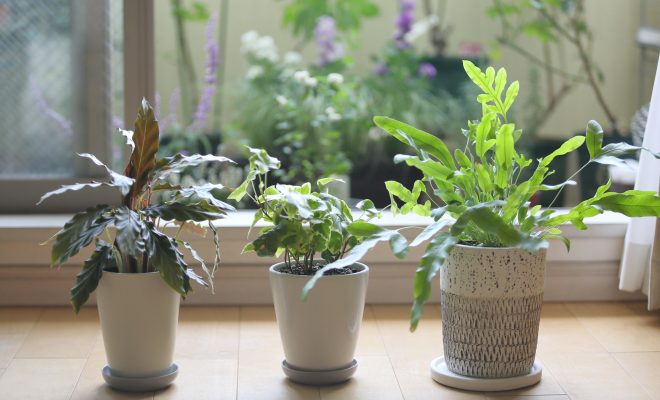 ガーデニングで運勢アップ!風水的におすすめなアイテムもご紹介します