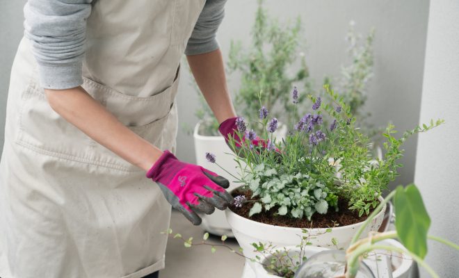 マンションでベランダガーデニングを始めよう!おすすめの植物や注意点を徹底解説します!
